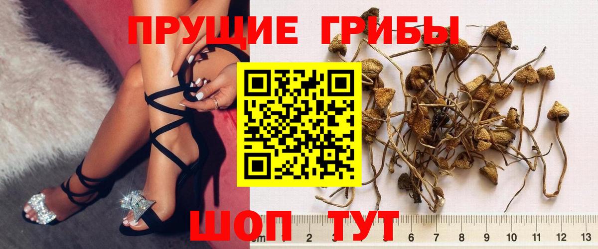 Галлюциногенные грибы прущие грибы  Вход с VPN  Ишим  Галлюциногенные грибы прущие грибы 